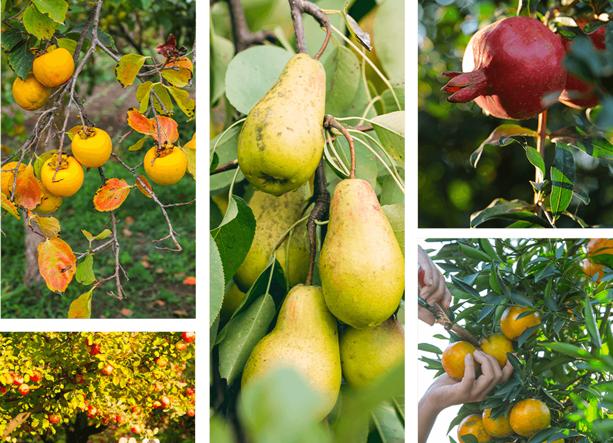 Banner fruit image